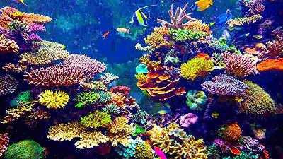 Giornata mondiale della barriera corallina: sensibilizzare sulla conservazione degli ecosistemi marini