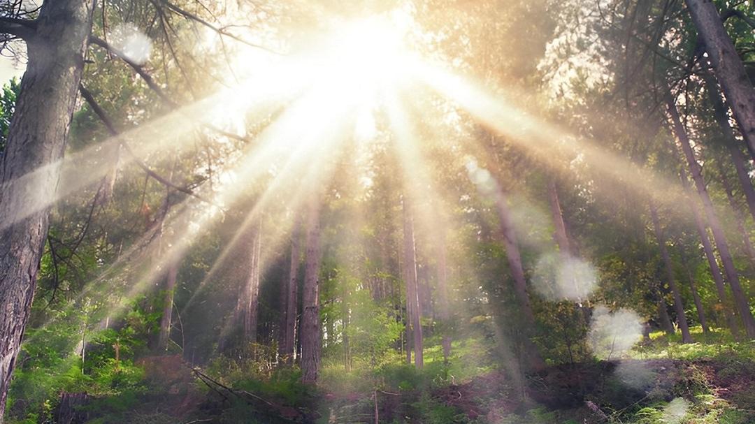 Foresta Italia: un anno di successi con 60mila alberi piantati in 17 regioni