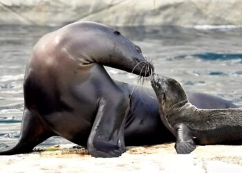 California fur seal: pup born for the first time in Bioparco in Rome