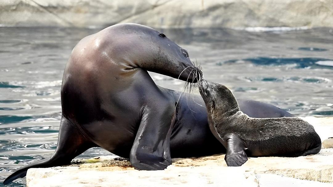 Otaria della California: al Bioparco di Roma nasce un cucciolo per la prima volta