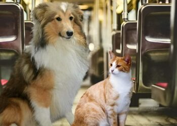 Pets travel free on trains during the summer