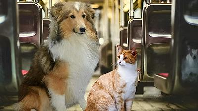 Gli animali viaggiano gratis sui treni durante l’estate
