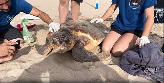 Due Caretta caretta nidificano sulle coste della Spagna. Secondo i ricercatori la causa è il cambiamento climatico