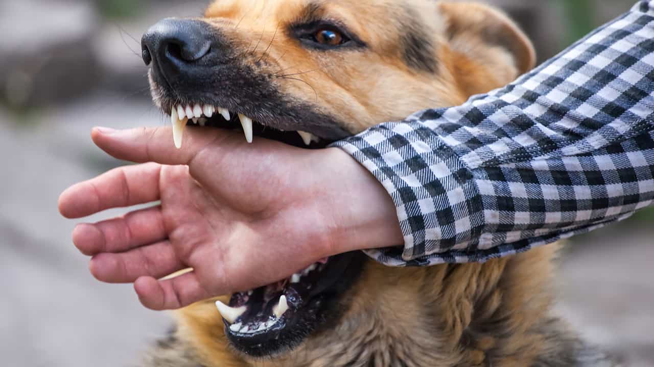 Gli scienziati ora sanno quando è più probabile essere morsi da un cane |  Lega Nerd