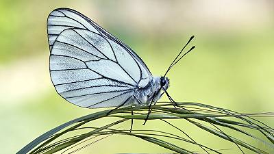 La farfalla bianca venata di nero era dichiarata estinta, ora fa ritorno