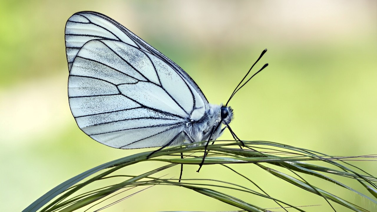 La farfalla bianca venata di nero era dichiarata estinta, ora fa ritorno