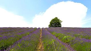 Lavanda: la fioritura porta l’atmosfera provenzale in Italia