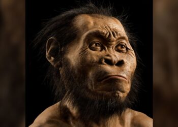 Gli Homo naledi seppellivano i loro morti almeno 100.000 anni prima di noi H. sapiens