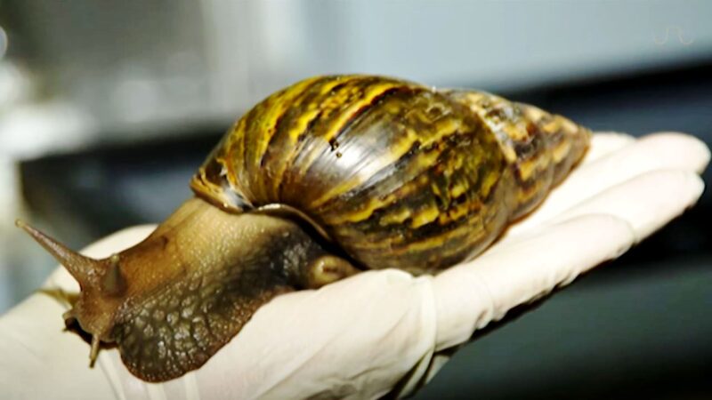 NUOBESTY 5 Pezzi Gusci Di Lumache Naturali Spessi Per Fornelli A