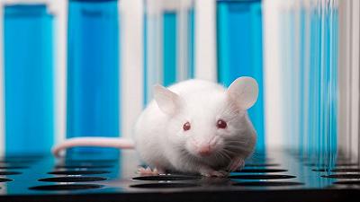 Alzheimer curato nei topi con una sorprendente molecola artificiale