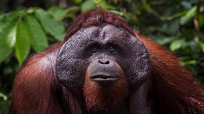 Gli oranghi: maestri del beatboxing della giungla