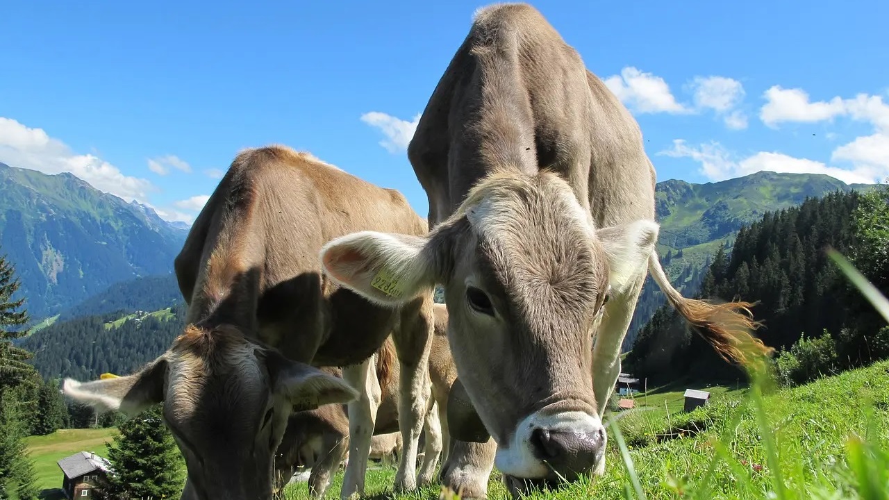 Prati stabili: un tesoro di biodiversità