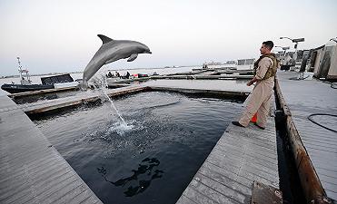 La Russia usa i delfini militarizzati in guerra