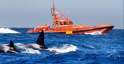 Le balene continuano ad attaccare le imbarcazioni, un comportamento permanente?
