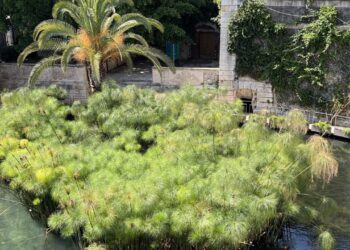 Papiro: Siracusa è l'unica città d'Europa in cui si coltiva questa pianta