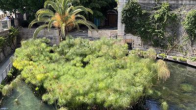 Papiro: Siracusa è l’unica città d’Europa in cui si coltiva questa pianta