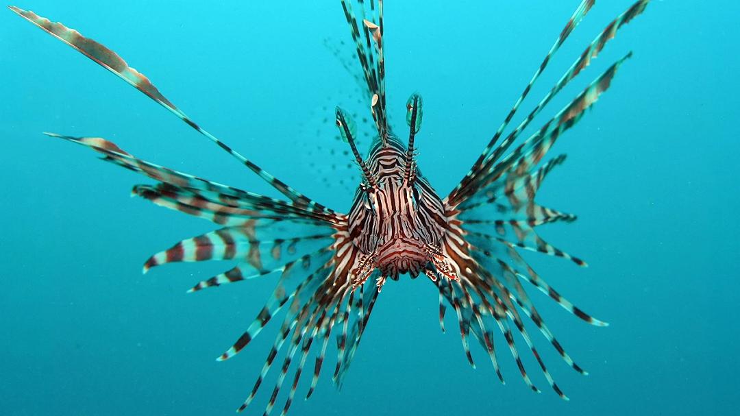 Pesce scorpione: Ispra segnala nuovi avvistamenti