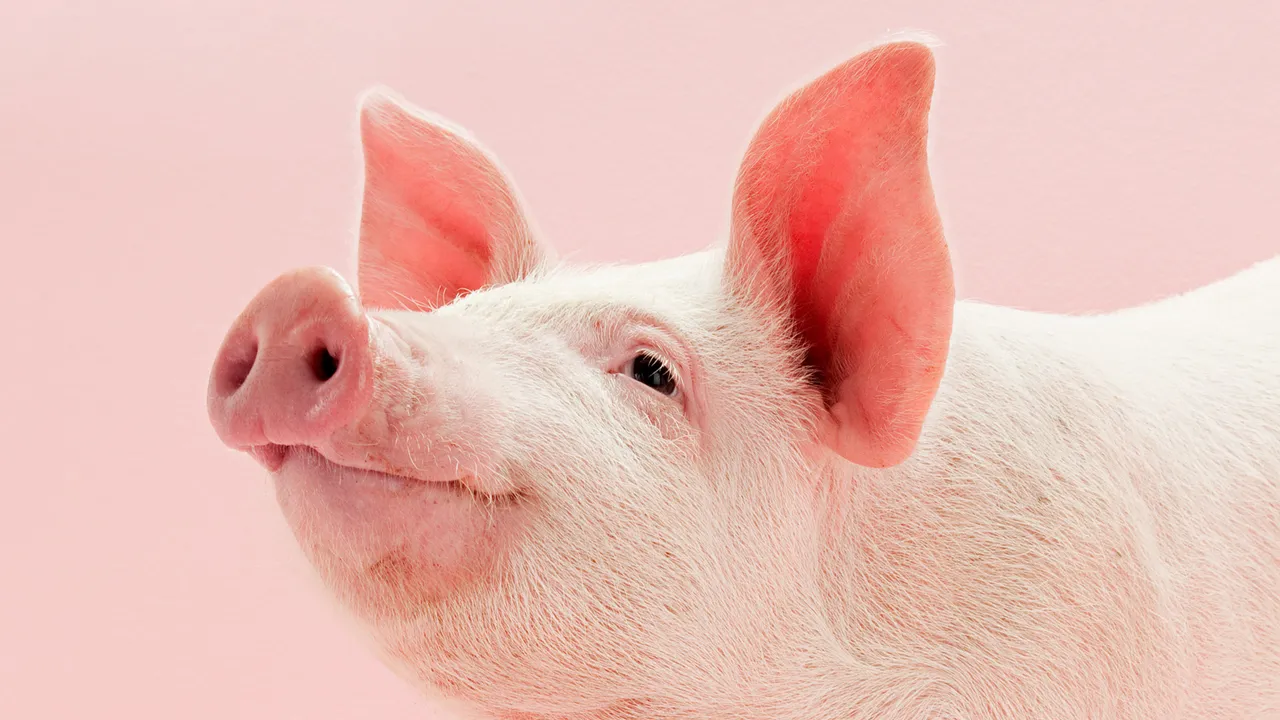 Vuoi perdere peso? Prova a mangiare come un maiale