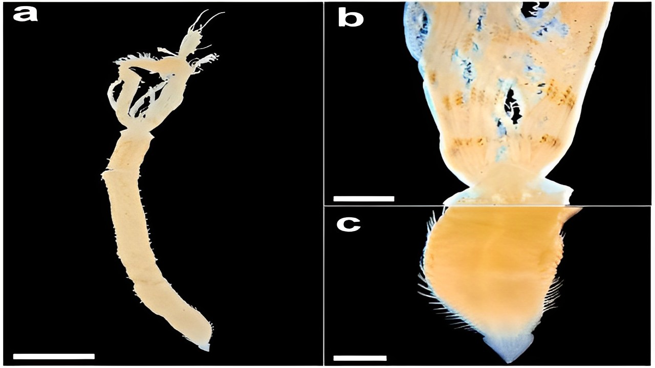 Specie aliena: prima segnalazione in Italia del polichete Laonome triangularis