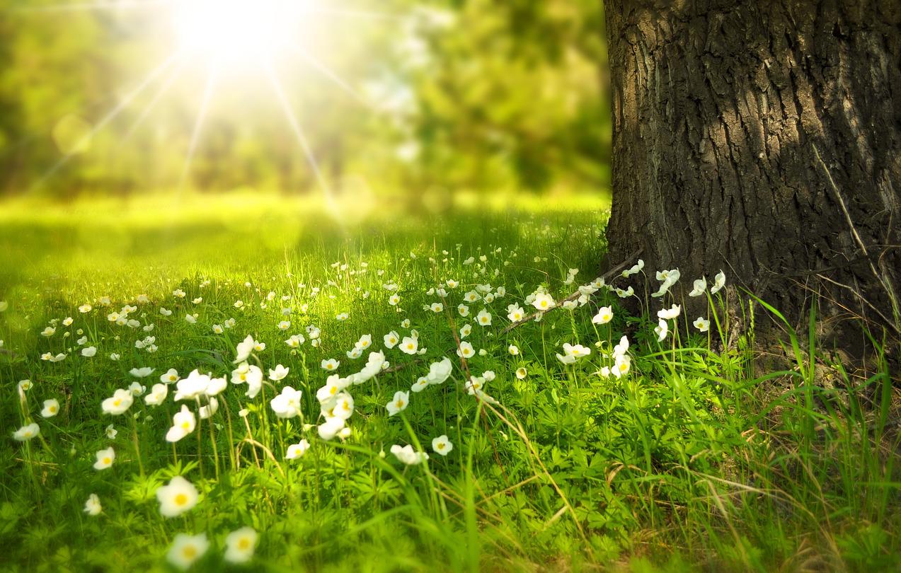 Emissioni di CO2: riduzione grazie ai prati di fiori selvatici