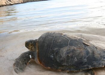 Sea turtle: discovering new nests