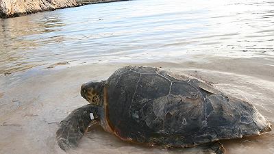 Tartaruga marina: scoperte nuove nidificazioni