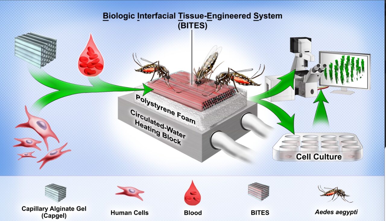 Un tessuto artificiale ingegnerizzato con cellule umane per studiare gli insetti più letali al mondo