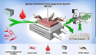 Un tessuto artificiale ingegnerizzato con cellule umane per studiare gli insetti più letali al mondo