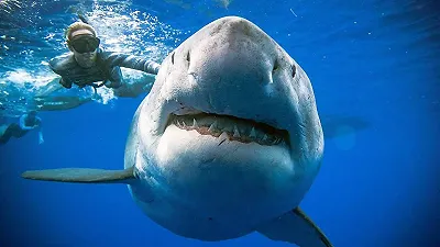 Allarme degli scienziati per la sovrapposizione degli habitat di squali bianchi ed esseri umani