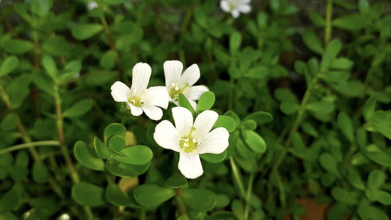 Memoria e apprendimento: confermati i benefici della Bacopa monnieri