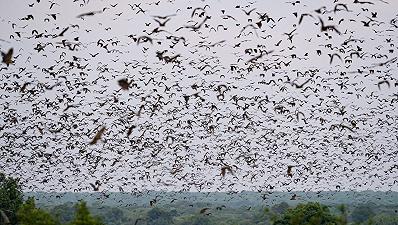 Il conteggio della più grande colonia di pipistrelli grazie all’IA