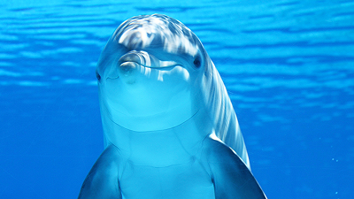 I delfini attaccano le persone provocando addirittura fratture, succede in Giappone