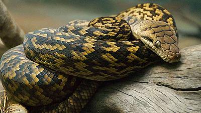 I serpenti velenosi mordono ancora più persone a causa delle alte temperature, succede in Florida