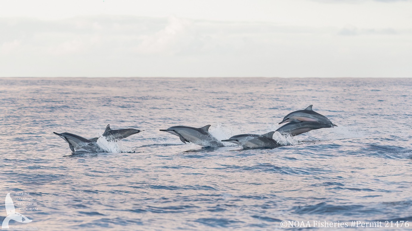 Scoprire l’età dei delfini con i droni per preservare la loro salute: il nuovo metodo