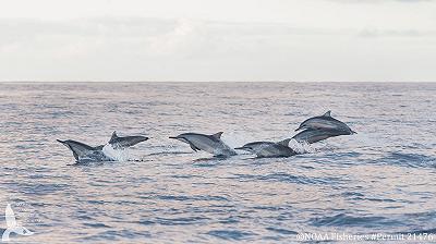 Scoprire l’età dei delfini con i droni per preservare la loro salute: il nuovo metodo