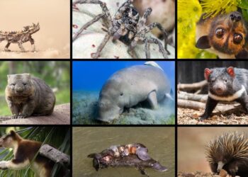 Endemic animals in Australia: Here are the most unusual animals