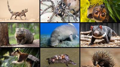 Fauna endemica in Australia: ecco gli animali più bizzarri