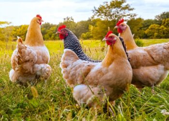 Settore avicolo: avviata riduzione dell'uso degli antibiotici del 90%