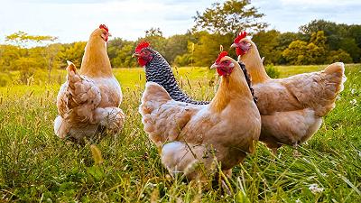 Settore avicolo: avviata riduzione dell’uso degli antibiotici del 90%