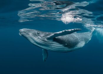 Balene: alleate nella lotta al cambiamento climatico