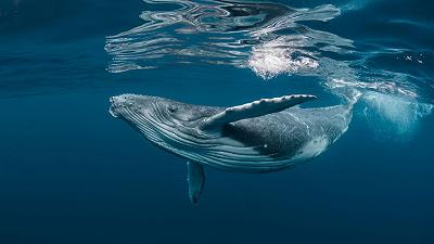 Balene: alleate nella lotta al cambiamento climatico