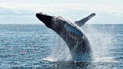 Balene: arriva la conferma della loro presenza nei mari della Sardegna