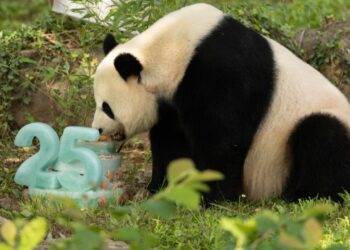 Panda gigante: Mei Xiang festeggia il 25° compleanno nello zoo