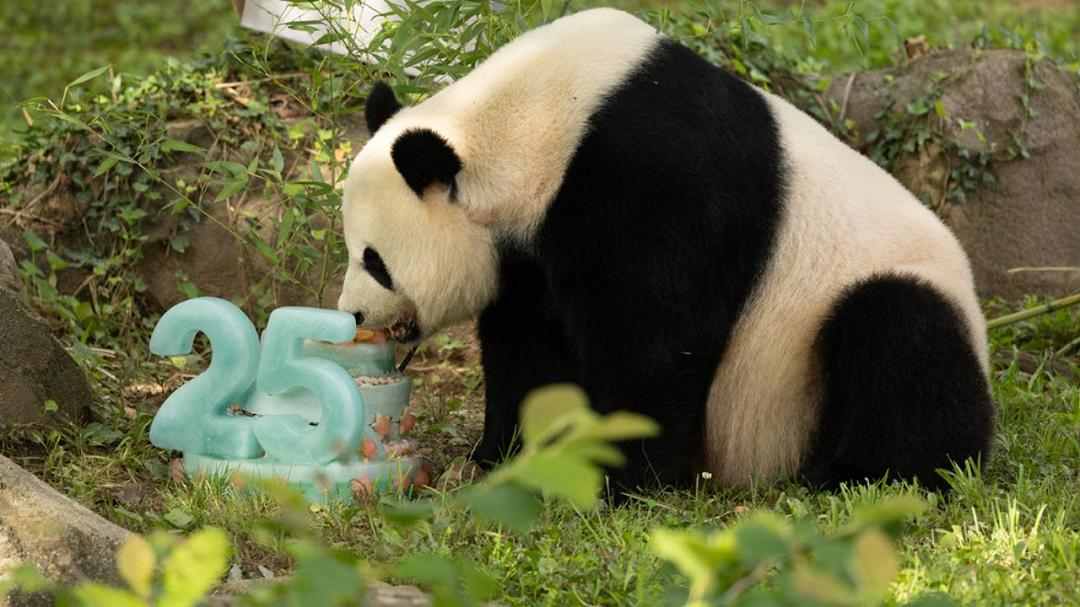 Panda gigante: Mei Xiang festeggia il 25° compleanno nello zoo