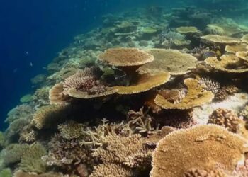 Crisi climatica: la curcuma è un'arma naturale per salvare i coralli dallo sbiancamento