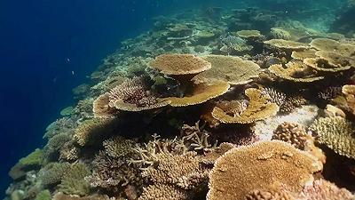 Crisi climatica: la curcuma è un’arma naturale per salvare i coralli dallo sbiancamento