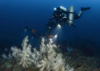 Corallo nero: nuova scoperta nei fondali dell'Arcipelago delle Egadi