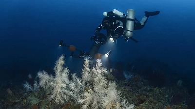 Corallo nero: nuova scoperta nei fondali dell’Arcipelago delle Egadi