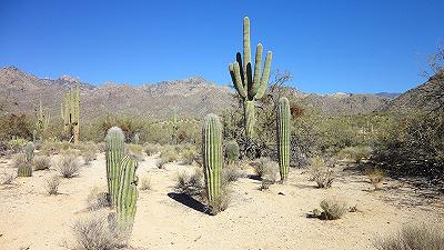 I giganteschi cactus Saguaro dell’Arizona crollano a causa del caldo estremo