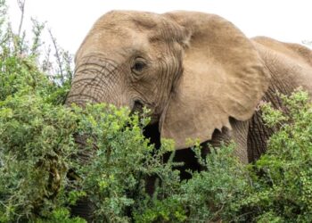 Elefanti africani: adattano la loro dieta ogni giorno per esigenze individuali